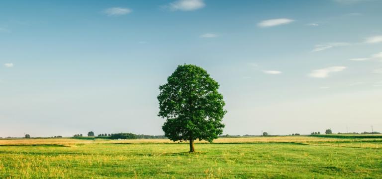 Procesvertegenwoordiging bij de bestuursrechter