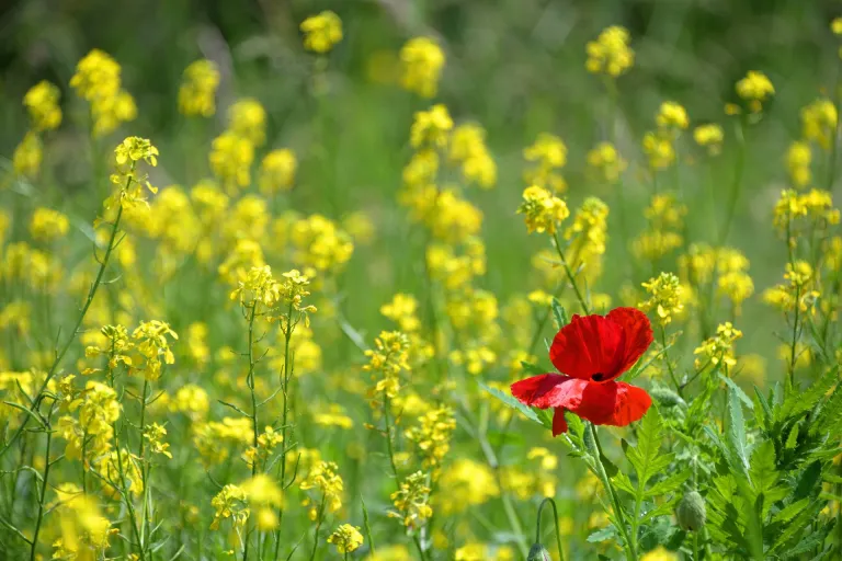Kwaliteitseisen moeten ook in een Jeugdwet-verordening