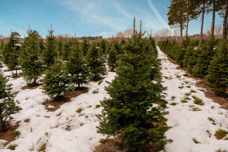 Nieuws | Niet meer intern salderen bij voortoets natuurvergunning