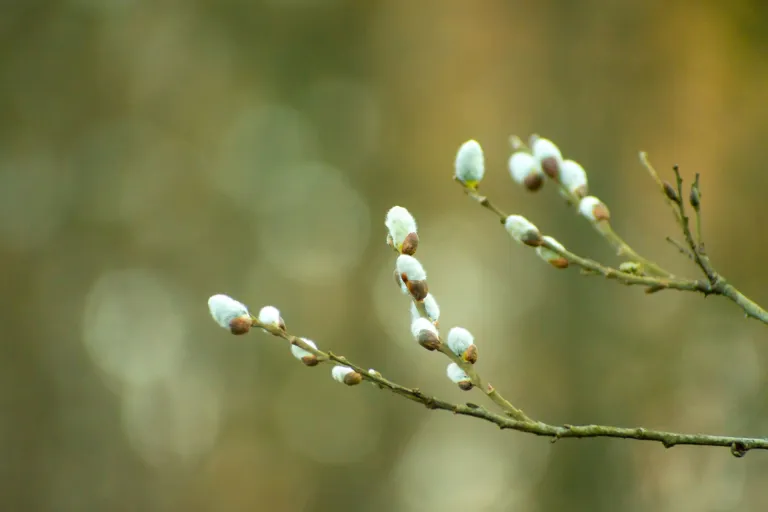Nieuws | Karakter van een besluit: een AVV of toch een CBAS?