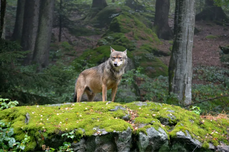 Nieuws | Nieuwe regels op komst voor aanpak probleemwolven